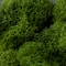SuperMoss® 8oz. Basil Preserved Reindeer Moss